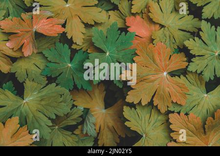 Géraniums laisse un fond de motif, un fond naturel d'automne et un papier peint Banque D'Images