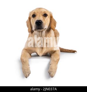 Sympathique petit chien Golden Retriever de 6 mois, posé sur le bord face à l'avant. En regardant vers la caméra avec la languette vers l'intérieur. Isolé sur un bac blanc Banque D'Images