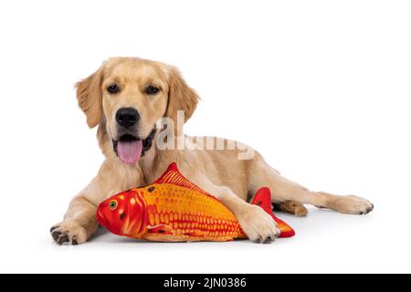 Sympathique petit chien Golden Retriever de 6 mois, en train de s'allonger sur les côtés avec de gros poissons rouges. En regardant vers la caméra avec la languette vers l'extérieur. Isolé sur Banque D'Images