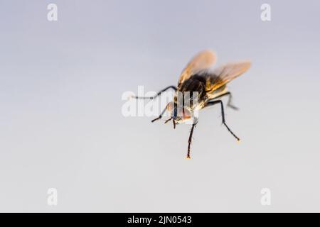 Vue antérieure macro d'une mouche domestique (Musca domestica) avec un grand oeil composé orange et des palpes sur fond blanc, Surrey, Royaume-Uni Banque D'Images