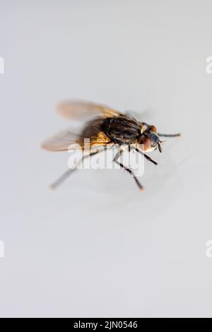 Vue latérale macro d'une mouche domestique (Musca domestica) avec un grand oeil composé orange et des palpes debout sur le verre avec un fond blanc, Surrey, Royaume-Uni Banque D'Images