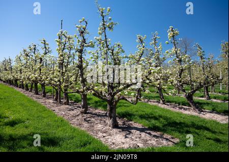 Fleur blanche printanière de poire, vergers de fruits à Betuwe, pays-Bas par beau temps Banque D'Images