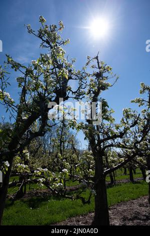 Fleur blanche printanière de poire, vergers de fruits à Betuwe, pays-Bas par beau temps Banque D'Images