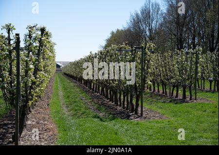 Fleur blanche printanière de poire, vergers de fruits à Betuwe, pays-Bas par beau temps Banque D'Images