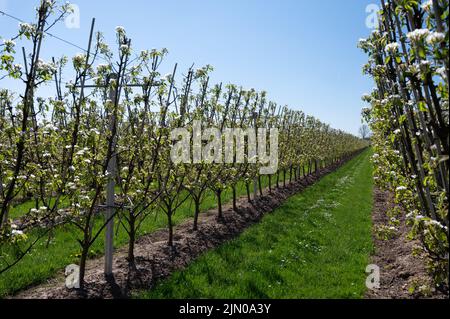 Fleur blanche printanière de poire, vergers de fruits à Betuwe, pays-Bas par beau temps Banque D'Images