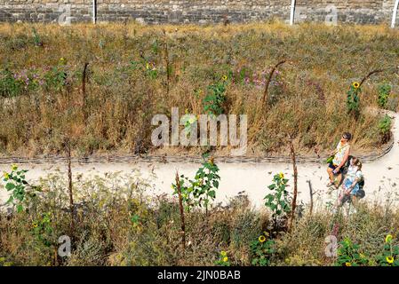 Tour de Londres, Londres, Royaume-Uni. 8th août 2022. Le temps chaud a continué dans la ville, avec les longs sorts secs illustrés par le regard parché des fleurs sauvages dans l'exposition Superbloom dans la lande de la Tour de Londres. Les visiteurs qui y marchent Banque D'Images