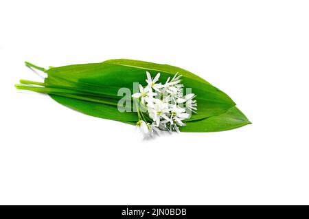 Bouquet de fleur d'ail sauvage ramson chefs et de feuilles sur fond blanc isolé. Banque D'Images