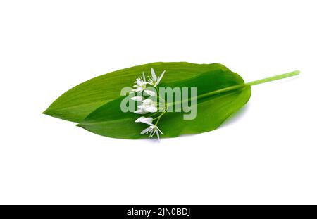 Bouquet de fleur d'ail sauvage ramson chefs et de feuilles sur fond blanc isolé. Banque D'Images
