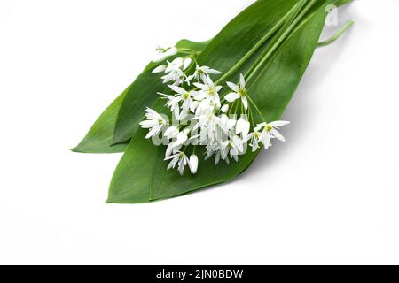 Bouquet de fleur d'ail sauvage ramson chefs et de feuilles sur fond blanc isolé. Banque D'Images
