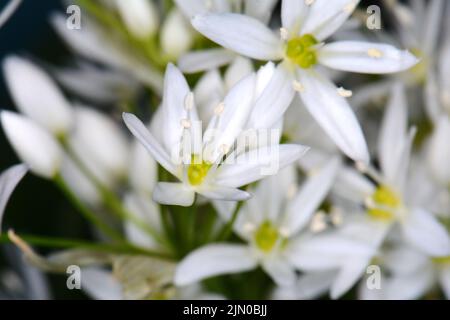 Ail sauvage, Allium ursinum. Poireau d'ail sauvage à fleurs (Allium ursine) dans la forêt Banque D'Images