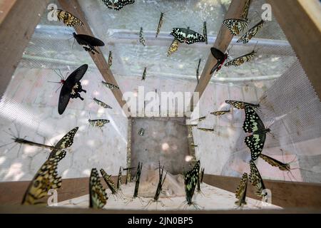 Flopping leurs ailes colorées, ils volent d'une fleur à l'autre. Après la collecte de nectar, ils flottent autour vers une autre destination, en laissant SPEC Banque D'Images