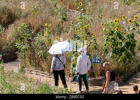 Tour de Londres, Londres, Royaume-Uni. 8th août 2022. Le temps chaud a continué dans la ville, avec les longs sorts secs illustrés par le regard parché des fleurs sauvages dans l'exposition Superbloom dans la lande de la Tour de Londres. Les visiteurs qui y marchent Banque D'Images