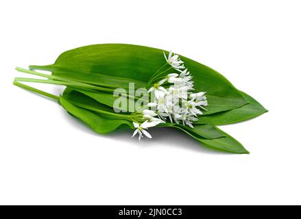 Bouquet de fleur d'ail sauvage ramson chefs et de feuilles sur fond blanc isolé. Banque D'Images