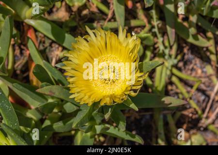 Carpobrotus edulis, fleur jaune de figue Hottentot Banque D'Images