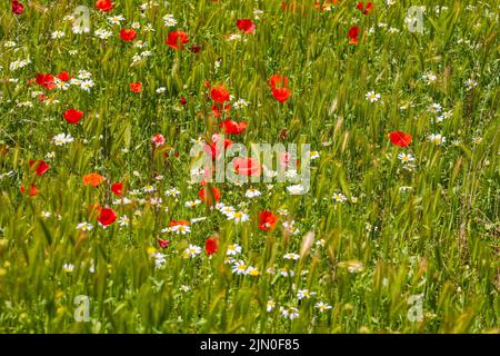 Fleurs sauvages coquelicots rouges et pâquerettes blanches dans un champ dans la vallée d'Almanzora, province d'Almeria, Andalousie, Espagne Banque D'Images