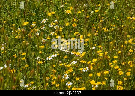 Fleurs sauvages pissenlits jaunes et pâquerettes blanches dans un champ dans la vallée d'Almanzora, province d'Almeria, Andalousie, Espagne Banque D'Images