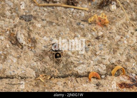 Sigilla dorsata, Velvet Ant Banque D'Images