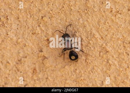 Sigilla dorsata, Velvet Ant Banque D'Images