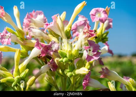 Tabac fleurs gros plan sur le ciel bleu Banque D'Images