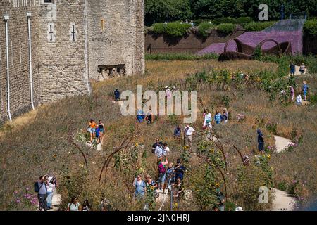 Londres, Royaume-Uni. 8 août 2022 visiteurs voient Superbloom, une nouvelle exposition permanente de fleurs sauvages dans la lande de la Tour de Londres, provenant de plus de 20 millions de graines provenant de 29 espèces de fleurs qui ont été semées pour célébrer le Jubilé de platine de la Reine. Les fleurs ont été choisies pour attirer une variété de pollinisateurs afin de créer un nouvel habitat biodiversifié..Credit. amer ghazzal/Alamy Live News Banque D'Images