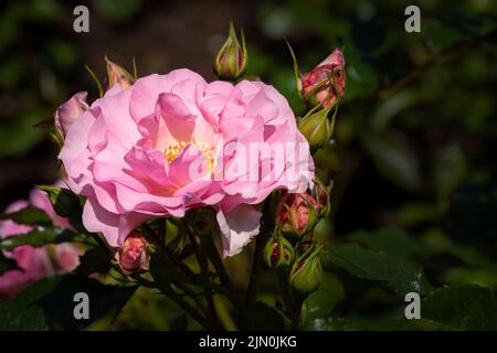 Rose Rosa Happy Retirement. Tantoras. Un floribunda bushy rose avec des grappes de fleurs légèrement parfumées de rose pâle poussant dans un jardin à Newquay en maïs Banque D'Images
