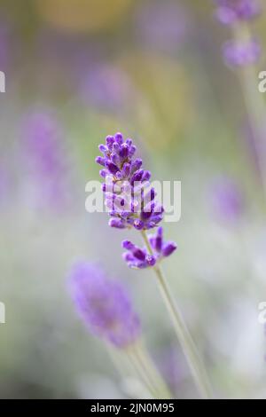 Gros plan d'une fleur de lavande anglaise sur un fond de fleurs de lavande hors foyer Banque D'Images