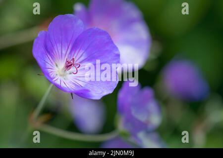 Le géranium bleu (Geranium rozanne) est étroitement lié au pré Cranesbill (Geranium pratense) et est souvent cultivé comme une vivace dans les jardins. Banque D'Images