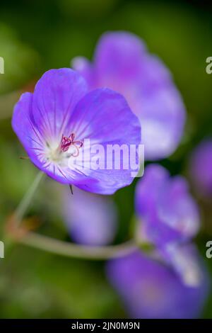 Le géranium bleu (Geranium rozanne) est étroitement lié au pré Cranesbill (Geranium pratense) et est souvent cultivé comme une vivace dans les jardins. Banque D'Images