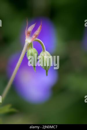 Le géranium bleu (Geranium rozanne) est étroitement lié au pré Cranesbill (Geranium pratense) et est souvent cultivé comme une vivace dans les jardins. Banque D'Images