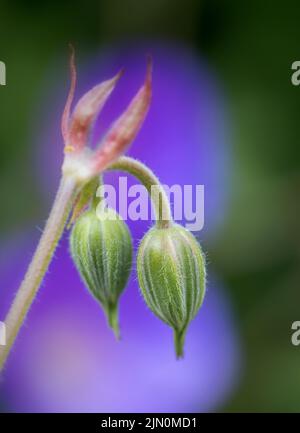 Le géranium bleu (Geranium rozanne) est étroitement lié au pré Cranesbill (Geranium pratense) et est souvent cultivé comme une vivace dans les jardins. Banque D'Images