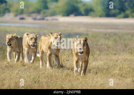 Lionesses (Panthera leo) 4 femelles adultes marchent dans une rangée vers la caméra. Parc national de Chobe, Botswana, Afrique Banque D'Images