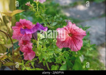 Pétunia atkinsiana hybrida grandiflora fleurs violettes rose vif en fleur, plante à fleurs en balcon, feuilles vertes Banque D'Images