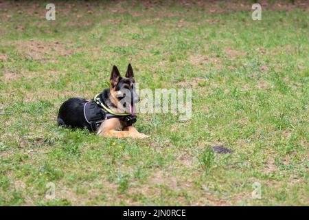 Service Berger allemand, en déchargement, en tirant sa langue, repose sur l'herbe. Photo de haute qualité Banque D'Images