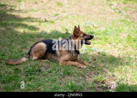 Service Berger allemand, en déchargement, en tirant sa langue, repose sur l'herbe. Photo de haute qualité Banque D'Images