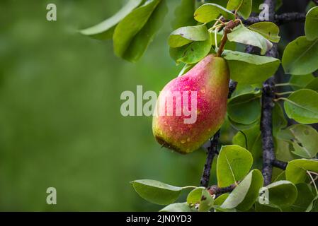 Belles poires rippantes juteuses sur une branche d'arbre jardin d'été biologique mise au point sélective après la pluie Banque D'Images