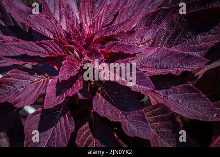 Maramanthe rouge (Amaranthus cruentus) plante ornementale Amaranthus tricolor. Belle fleur rouge d'automne dans le jardin. Viridis, viridis Banque D'Images