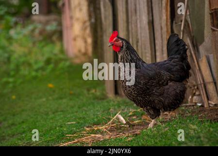 Portrait de la poule de poulet noire orpington sur l'herbe en train de grignoter sur l'herbe verte dans le jardin gallus domesticus oiseau se nourrissant à la ferme woo Banque D'Images