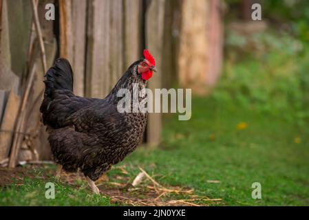 Portrait de la poule de poulet noire orpington sur l'herbe en train de grignoter sur l'herbe verte dans le jardin gallus domesticus oiseau se nourrissant à la ferme woo Banque D'Images