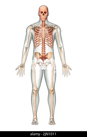 Vue antérieure ou avant des os axiaux précis du squelette humain ou du squelette avec contours du corps masculin isolés sur fond blanc rendu 3D Banque D'Images