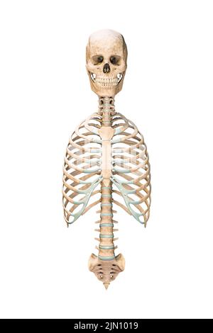 Vue antérieure ou avant précise des os axiaux du squelette humain ou du squelette isolé sur fond blanc 3D illustration de rendu. anat. Vide Banque D'Images