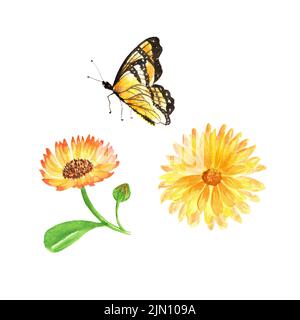 Fleurs marigolées aquarelle avec papillon. Éléments isolés de l'ensemble d'automne d'illustrations aquarelles. Il peut être utilisé pour concevoir des cartes postales Banque D'Images