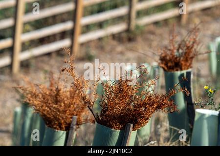 Talaplow, Buckinghamshire, Royaume-Uni. 8th août 2022. Yew couverture plantée avec des couvertures en plastique à côté de la M4 suite à la mise à niveau de l'autoroute intelligente M4 sont mortes. Les températures devraient atteindre 29 degrés aujourd'hui et atteindre 34 degrés d'ici le week-end à mesure que la vague de chaleur revient. Il n'y a toujours pas de prévision de pluie. Crédit : Maureen McLean/Alay Live News Banque D'Images