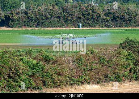 Talaplow, Buckinghamshire, Royaume-Uni. 8th août 2022. Un champ de corriander est arrosé par un système d'irrigation. Les températures devraient atteindre 29 degrés aujourd'hui et atteindre 34 degrés d'ici le week-end à mesure que la vague de chaleur revient. Il n'y a toujours pas de prévision de pluie. Crédit : Maureen McLean/Alay Live News Banque D'Images