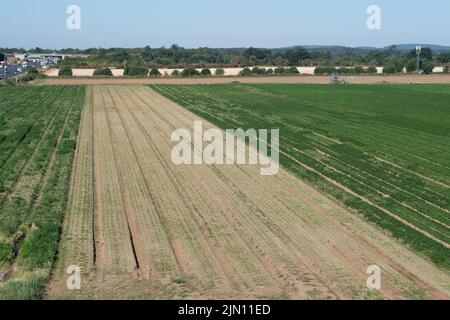 Talaplow, Buckinghamshire, Royaume-Uni. 8th août 2022. Une bande de terres agricoles parquées après la récolte contraste avec le vert des cultures de corriander arrosées. Les températures devraient atteindre 29 degrés aujourd'hui et atteindre 34 degrés d'ici le week-end à mesure que la vague de chaleur revient. Il n'y a toujours pas de prévision de pluie. Crédit : Maureen McLean/Alay Live News Banque D'Images