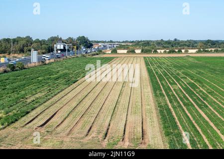 Talaplow, Buckinghamshire, Royaume-Uni. 8th août 2022. Une bande de terres agricoles parquées après la récolte contraste avec le vert des cultures de corriander arrosées. Les températures devraient atteindre 29 degrés aujourd'hui et atteindre 34 degrés d'ici le week-end à mesure que la vague de chaleur revient. Il n'y a toujours pas de prévision de pluie. Crédit : Maureen McLean/Alay Live News Banque D'Images