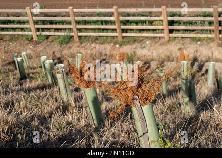 Talaplow, Buckinghamshire, Royaume-Uni. 8th août 2022. Yew couverture plantée avec des couvertures en plastique à côté de la M4 suite à la mise à niveau de l'autoroute intelligente M4 sont mortes. Les températures devraient atteindre 29 degrés aujourd'hui et atteindre 34 degrés d'ici le week-end à mesure que la vague de chaleur revient. Il n'y a toujours pas de prévision de pluie. Crédit : Maureen McLean/Alay Live News Banque D'Images
