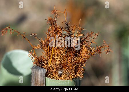Talaplow, Buckinghamshire, Royaume-Uni. 8th août 2022. Yew couverture plantée avec des couvertures en plastique à côté de la M4 suite à la mise à niveau de l'autoroute intelligente M4 sont mortes. Les températures devraient atteindre 29 degrés aujourd'hui et atteindre 34 degrés d'ici le week-end à mesure que la vague de chaleur revient. Il n'y a toujours pas de prévision de pluie. Crédit : Maureen McLean/Alay Live News Banque D'Images