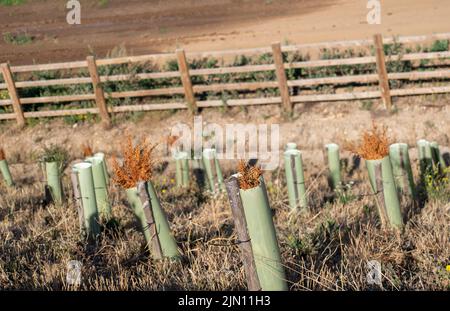 Talaplow, Buckinghamshire, Royaume-Uni. 8th août 2022. Yew couverture plantée avec des couvertures en plastique à côté de la M4 suite à la mise à niveau de l'autoroute intelligente M4 sont mortes. Les températures devraient atteindre 29 degrés aujourd'hui et atteindre 34 degrés d'ici le week-end à mesure que la vague de chaleur revient. Il n'y a toujours pas de prévision de pluie. Crédit : Maureen McLean/Alay Live News Banque D'Images