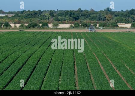 Talaplow, Buckinghamshire, Royaume-Uni. 8th août 2022. Un champ de corriander dans une ferme de Taplow est maintenu en vie grâce à un système d'irrigation. Les températures devraient atteindre 29 degrés aujourd'hui et atteindre 34 degrés d'ici le week-end à mesure que la vague de chaleur revient. Il n'y a toujours pas de prévision de pluie. Crédit : Maureen McLean/Alay Live News Banque D'Images