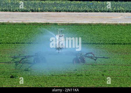 Talaplow, Buckinghamshire, Royaume-Uni. 8th août 2022. Un champ de corriander est arrosé par un système d'irrigation. Les températures devraient atteindre 29 degrés aujourd'hui et atteindre 34 degrés d'ici le week-end à mesure que la vague de chaleur revient. Il n'y a toujours pas de prévision de pluie. Crédit : Maureen McLean/Alay Live News Banque D'Images